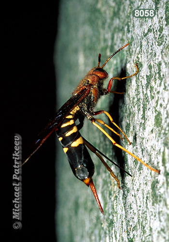 Pigeon Horntail (Tremex columba)